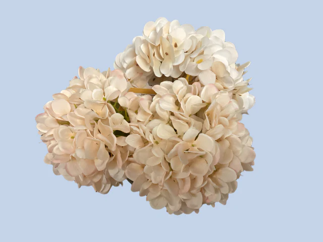 Hydrangeas In Glass Container Round - Image 2